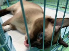 -爱贝特动物医院·猫口炎专科