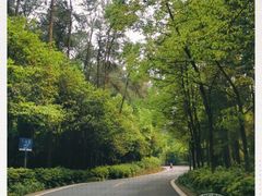 -铁山坪森林公园