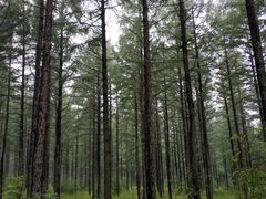 -塞罕坝国家级自然保护区