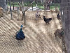 -合肥滨湖国家森林公园