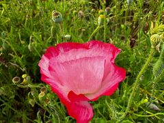 -春花秋色城市公园