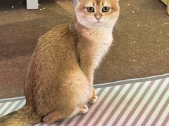 -大型宠物商超·宠海王国·宠物猫狗活体·用品·美容(新世界百货重庆店)