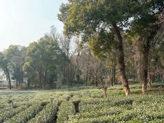 -野蔓果·山野菜(西湖景区·龙井茶田店)