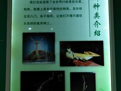 -上海昆虫博物馆