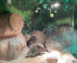 -酷嗒动物文化乐园(cutezoo西溪乐天城店)