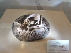 -辽宁古生物博物馆