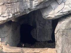 -都江堰中华大熊猫苑