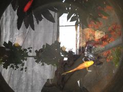 -秦美花卉(天朗·莱茵小城2期店)