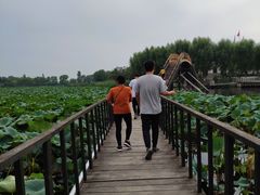 -白洋淀景区