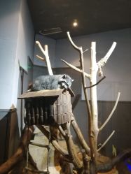 -未来动物城动物主题公园(大悦城店)