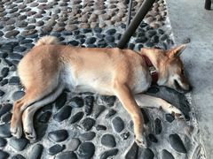 -柴犬高等学院·狗咖·柴犬售卖·宠物训练