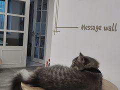 -楼上猫咖(罗湖店)