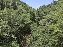 -函谷关历史文化旅游区