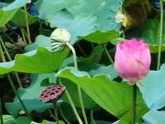 -荔湾湖公园