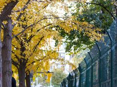 -三里屯东五街银杏大道