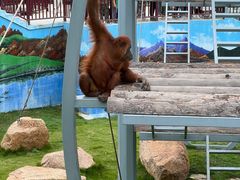 -西霞口神雕山野生动物世界