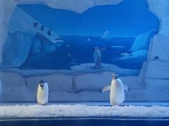 -华夏文旅海洋公园