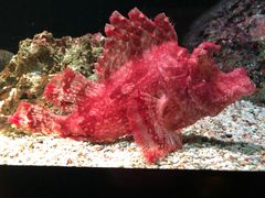 -暹罗海洋世界
