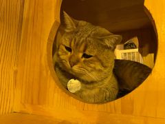 -名猫咖啡馆·撸猫·拼豆