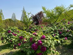 -苏州上方山国家森林公园