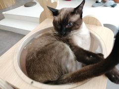 -飞行喵MR PILOT|猫舍·猫咖(静安大融城店)