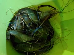 -光头佬钓虾场·烧烤·聚餐·亲子(金沙洲店)