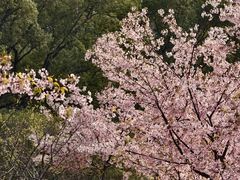 -新江湾城公园