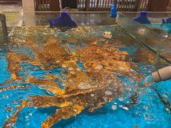 -海铺·渔家虾水饺(皇姑店)