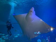 -烟台海昌鲸鲨海洋公园