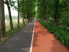 -上海长兴岛郊野公园