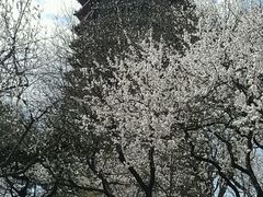-玲珑塔公园