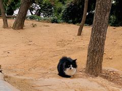-养马岛旅游度假区