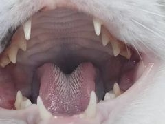 -瑞派康怡24h宠物医院·犬猫医疗中心·微创绝育(瑞景分院)