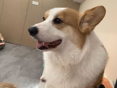 -奶牛家宠物酒店(嘉宏云顶店)