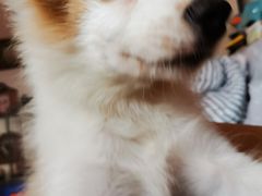 -谐和益家动物医院·免疫绝育·血液透析·宠保定点医院(高新伊藤分院)