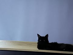 -猫大福·Fortune Cat猫舍(百子湾店)