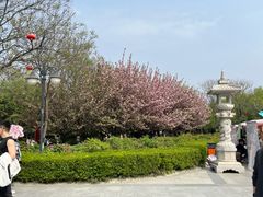 -西安青龙寺遗址景区