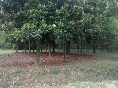 -蜀冈西峰生态公园