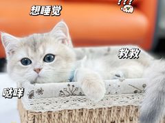-lincat·猫舍(广州店)