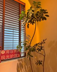 -玛莲朵·海菲秀冰珀科