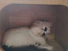 -more than meow吴止猫主题餐厅(承德 中船汇店)