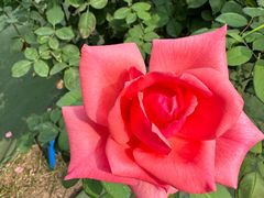 -亚龙湾国际玫瑰谷