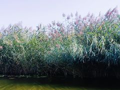-白洋淀景区