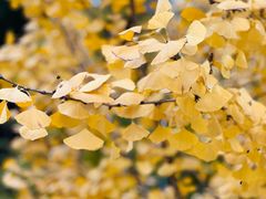 -重庆市江北嘴中央商务区中央公园