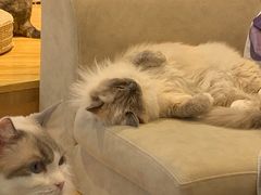 -啵啵喵·猫咖(攀华国际店)