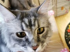 -猫和宫(六道口店)