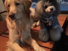 -百好乐宠物友好餐厅(朝外大街店)