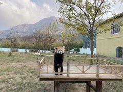 -青岛森林野生动物世界
