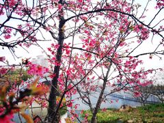 -映月湖公园