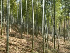 -上海佘山国家森林公园天马山园